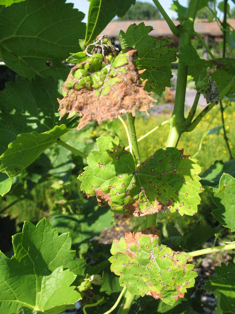 Anthracnose of Grapes